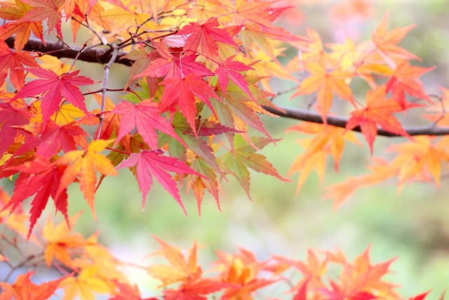 Vol 11.3 ～紅葉した木の葉の色を比べてみよう～